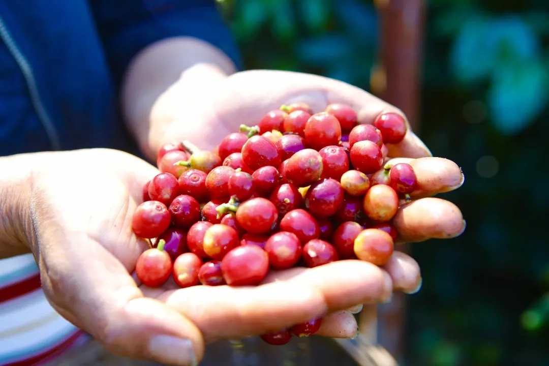 书记：云南咖啡有“三味”pg电子试玩平台云南省委(图4)