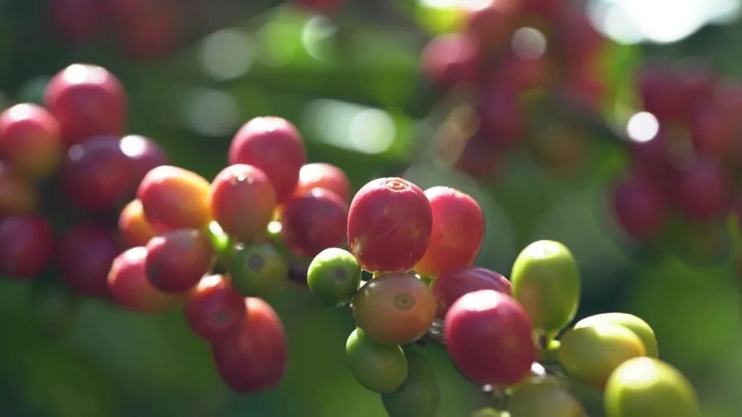 书记:云南咖啡有“三味”pg电子试玩平台云南省委(图6) 书记:云南咖啡有“三味”pg电子试玩平台云南省委(图6)