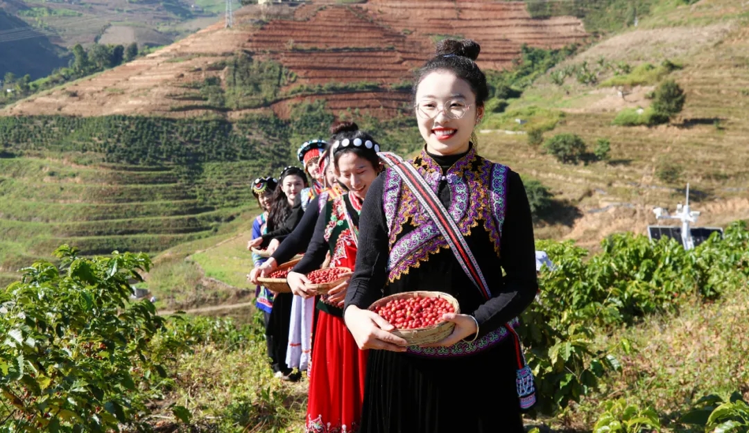 书记：云南咖啡有“三味”pg电子试玩平台云南省委(图5)